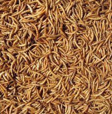 Hutton Mill Dried Mealworms