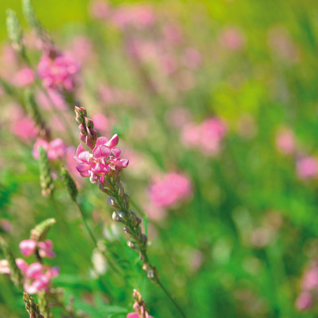 Simple System Sainfoin FIBRE Pellets 20kg